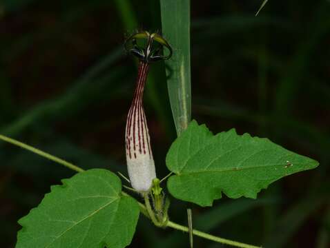 Imagem de Ceropegia meyeri Decne.