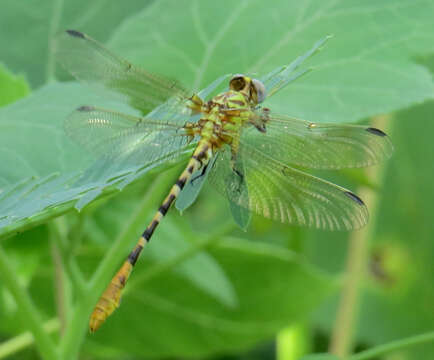 صورة Erpetogomphus designatus Hagen ex Selys 1858