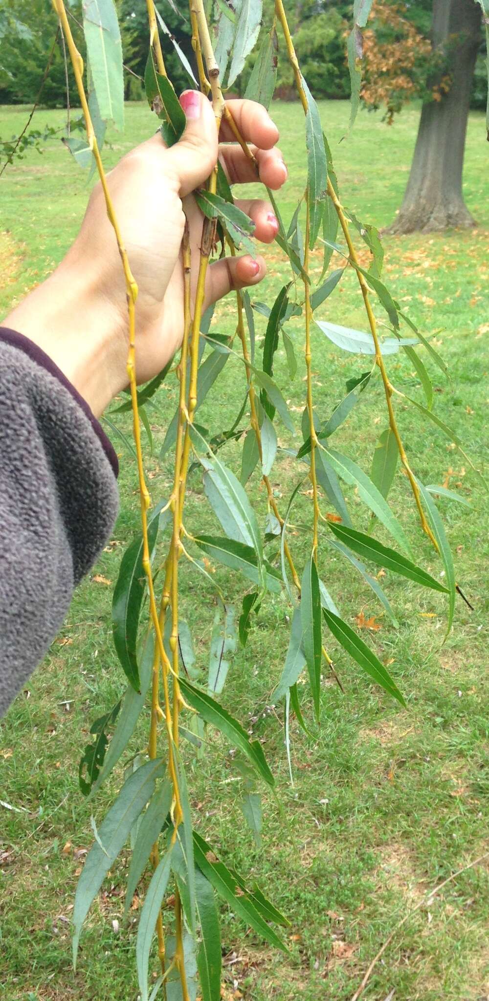 صورة Salix fragilis f. vitellina