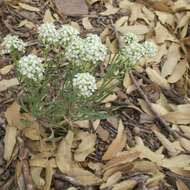 Image de Lepidium alyssoides A. Gray