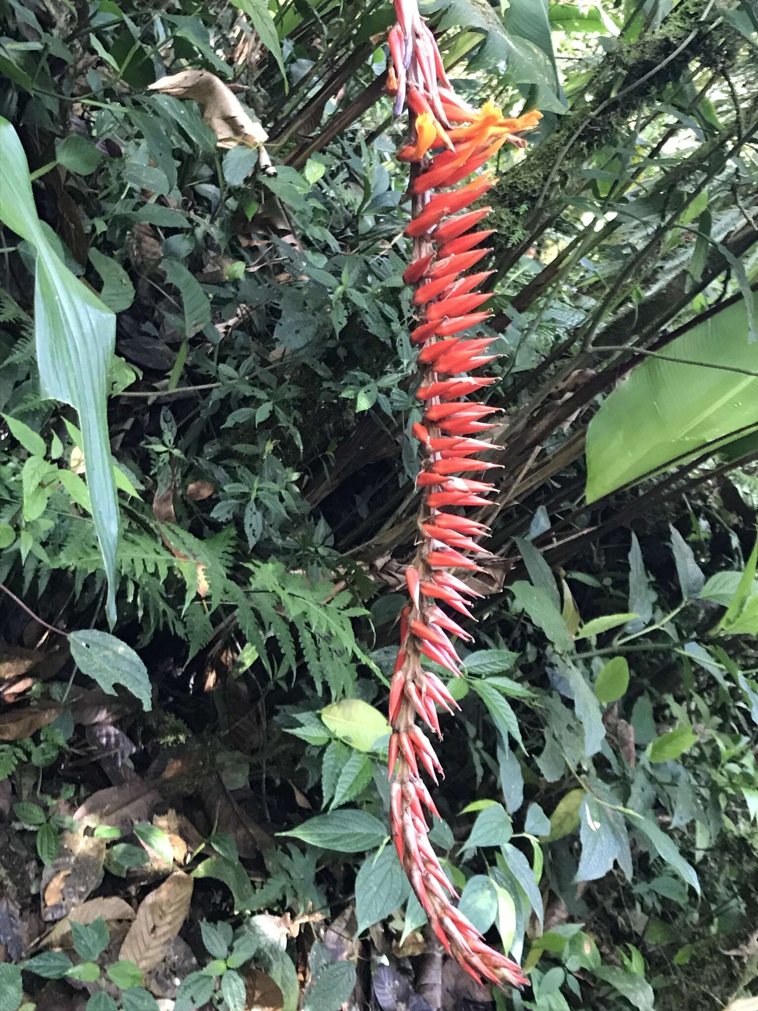 Image of Pitcairnia brittoniana (Mez) Mez