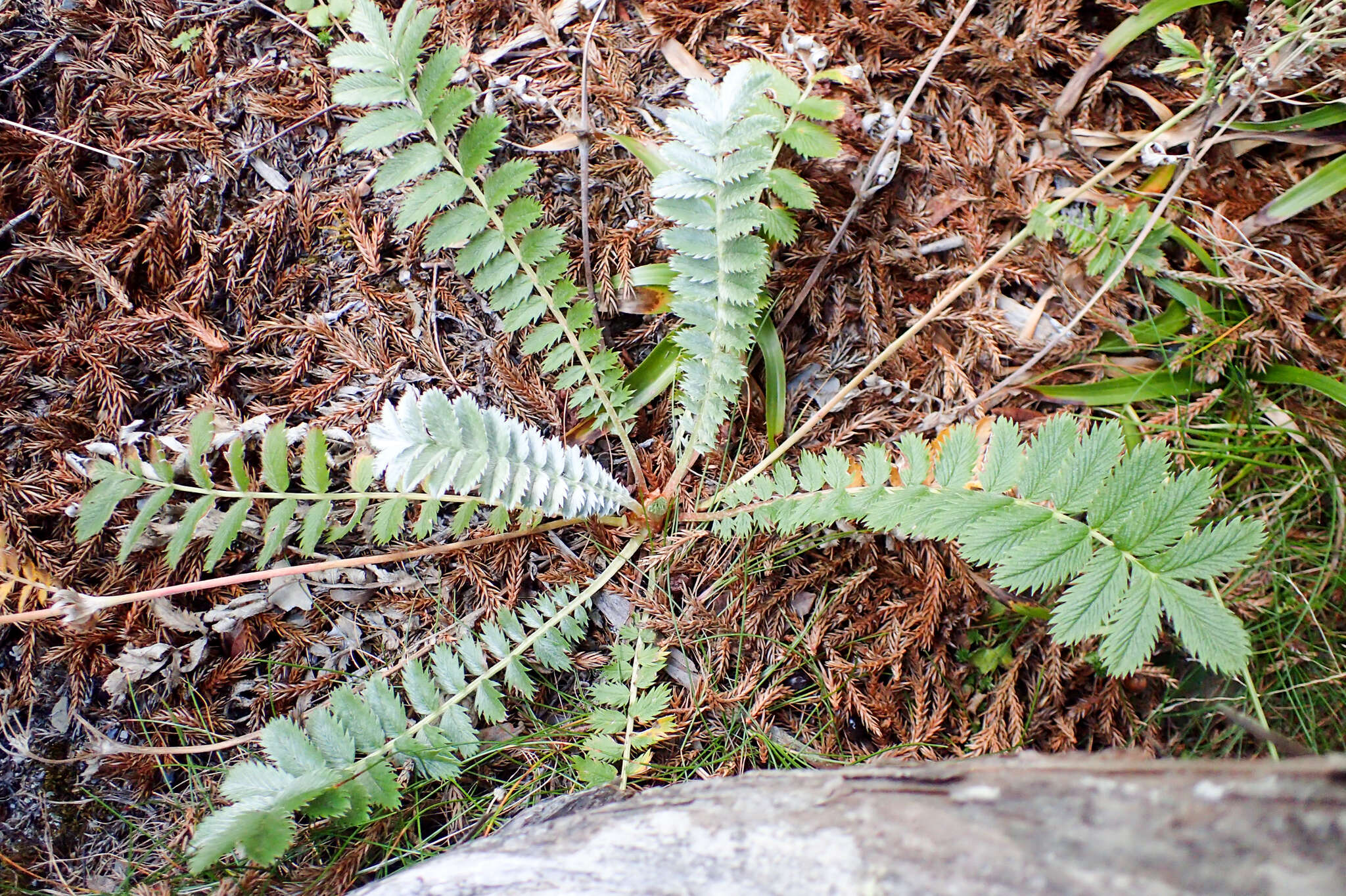 Image of Argentina leuconota (D. Don) Soják