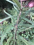 Image of Whorled Sunflower