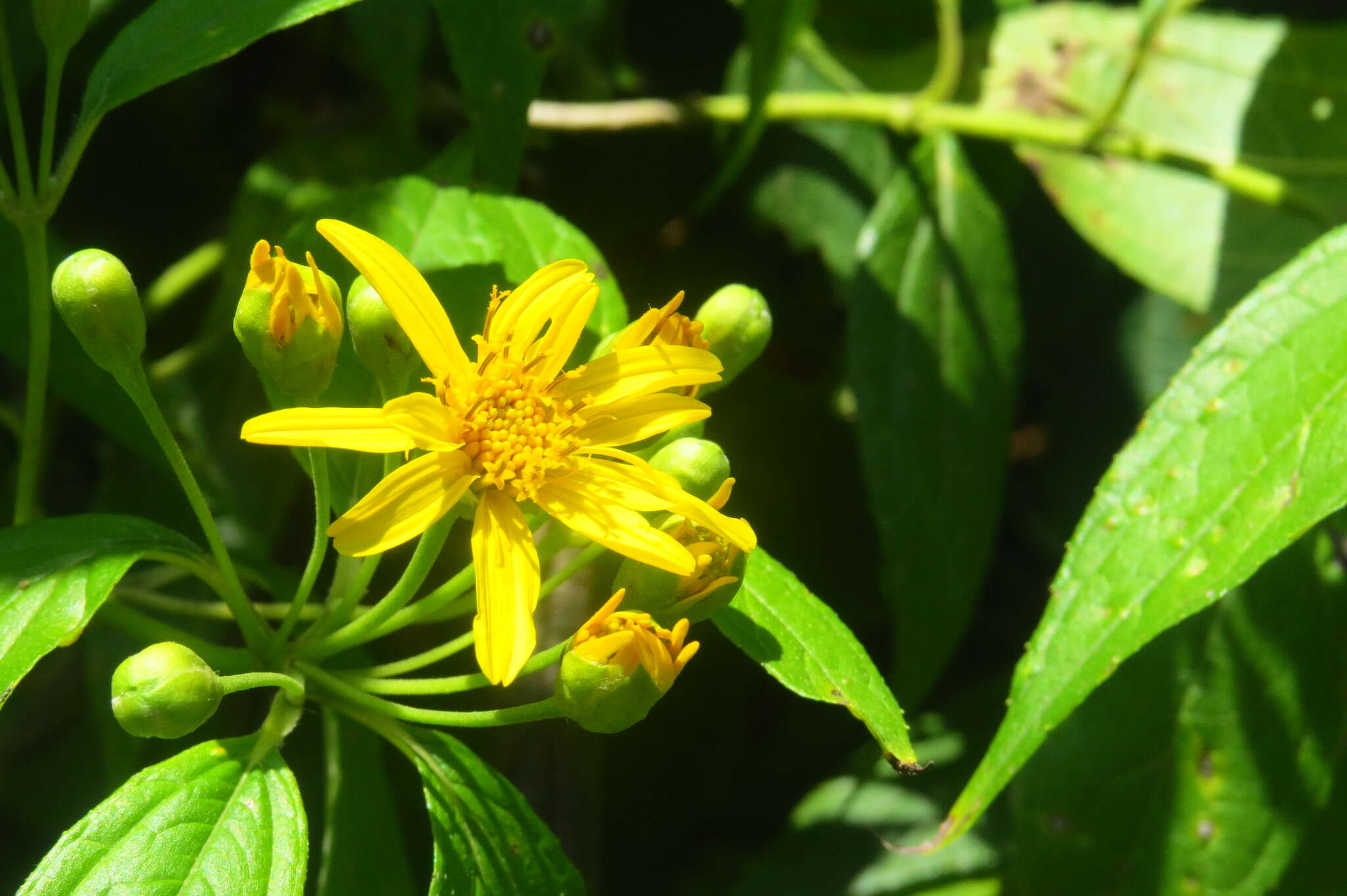 Image of Lasianthaea fruticosa (L.) K. Becker