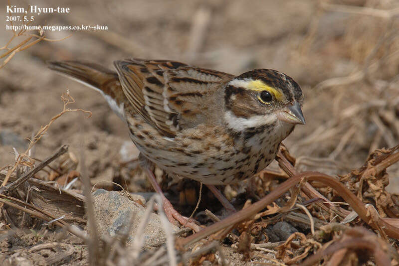 Image of Yellow-browed Bunting