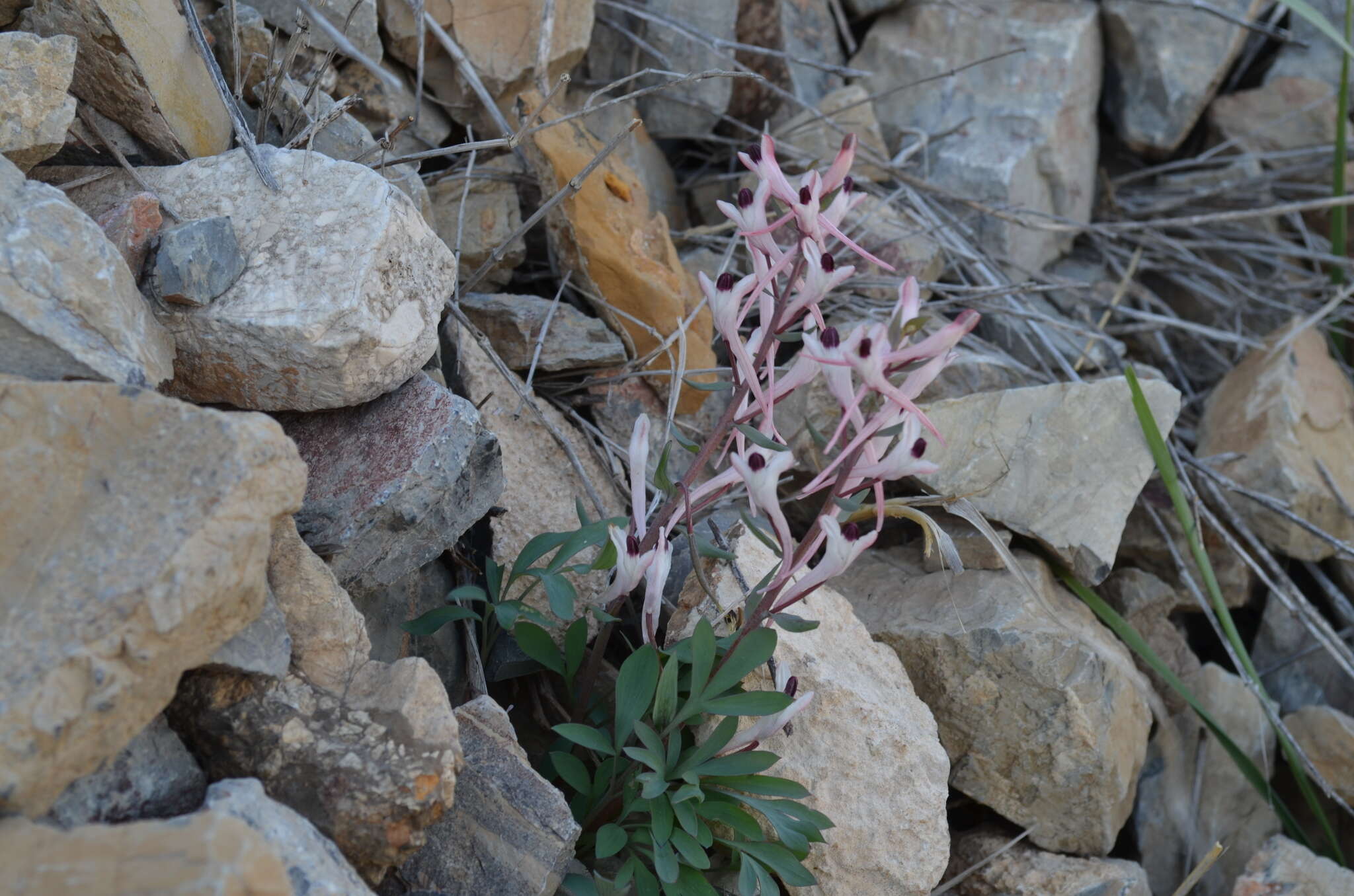 Image of Corydalis schanginii (Pall.) B. Fedtsch.