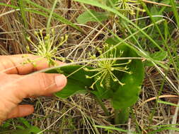 Image of Malaxis novogaliciana R. González ex McVaugh