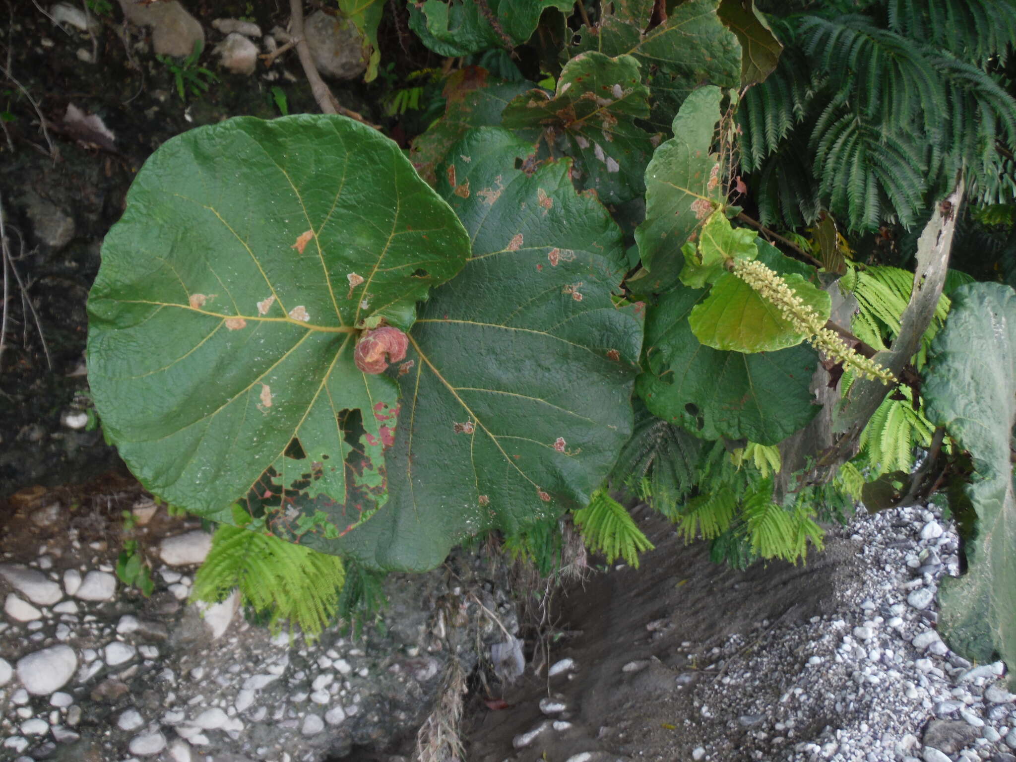 Coccoloba pubescens L. resmi