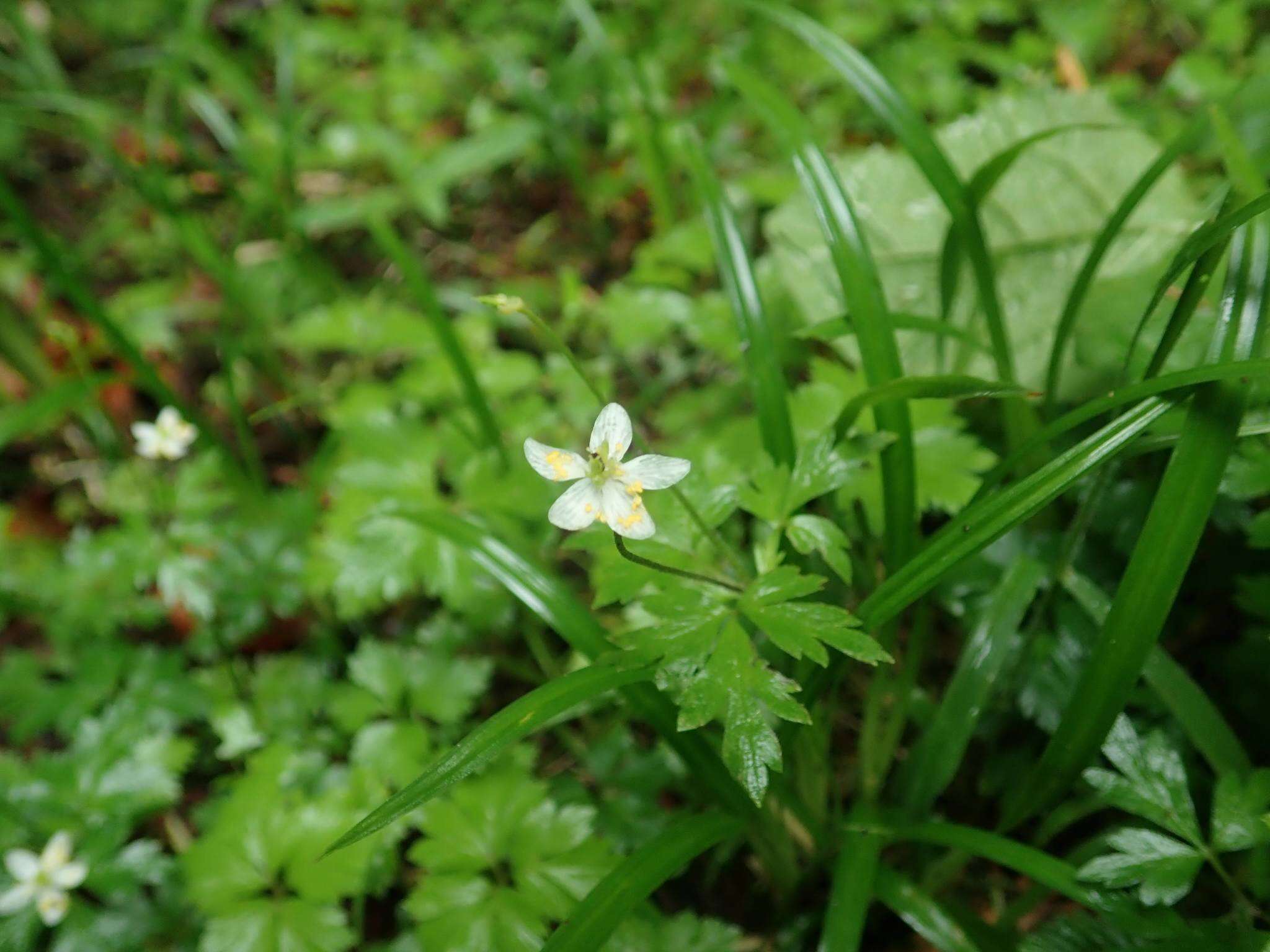 صورة Anemone stolonifera Maxim.