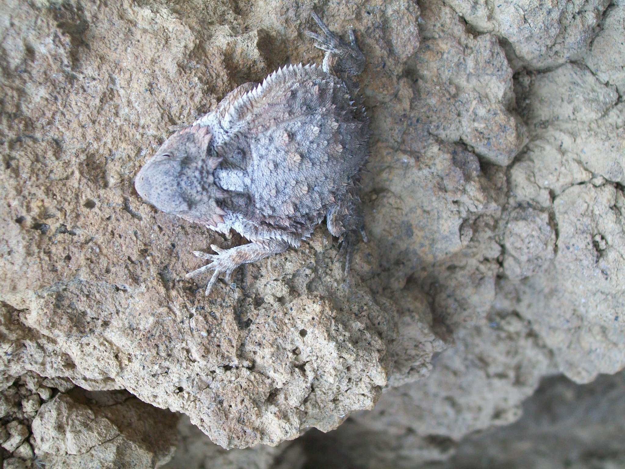 Image of Short-tailed horned lizard