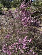 Hypocalymma robustum (Endl.) Lindl. resmi