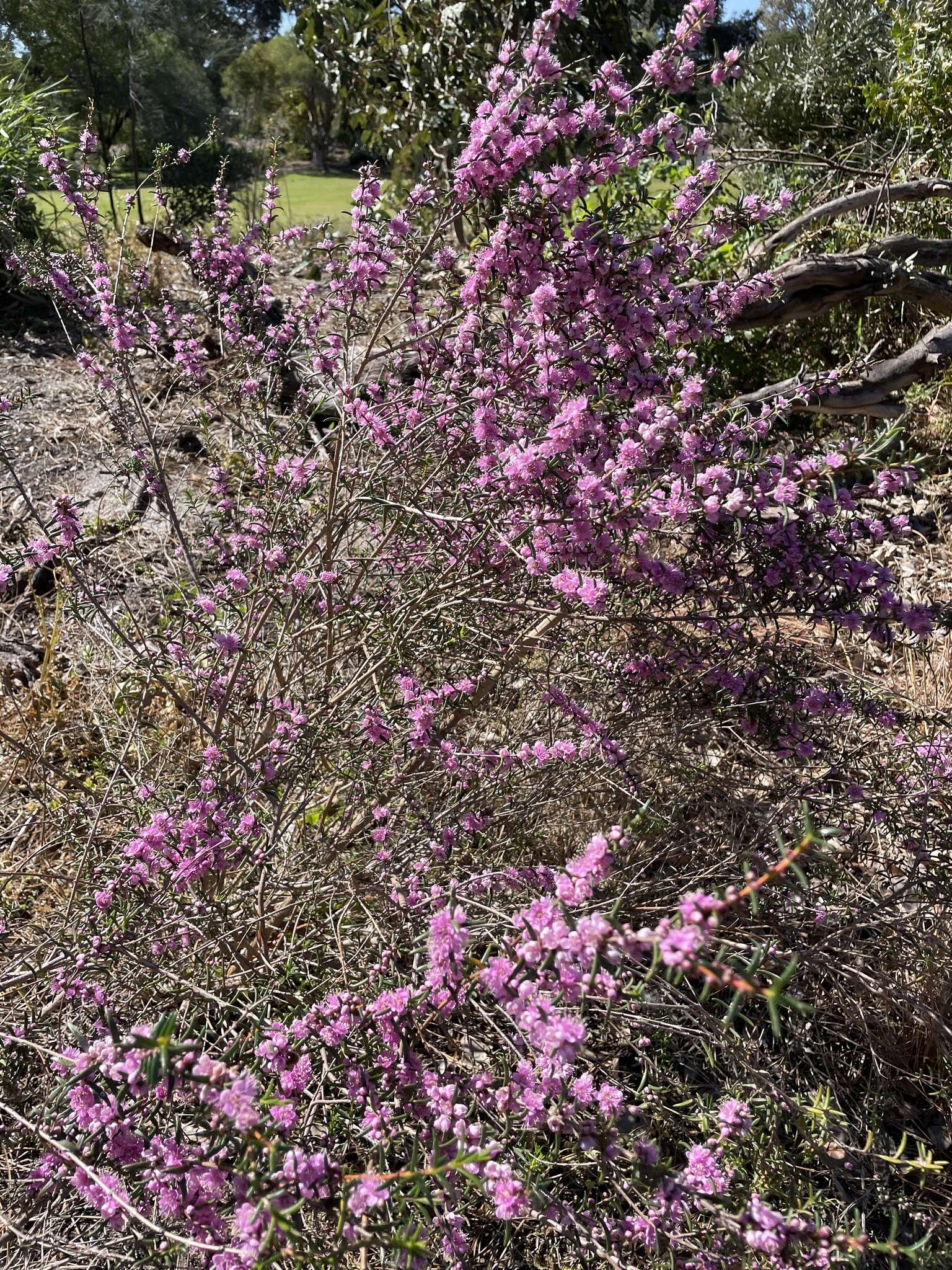 Sivun Hypocalymma robustum (Endl.) Lindl. kuva