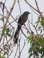 Image of Blue-faced Malkoha