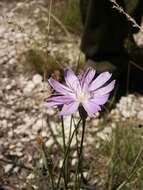 صورة Lygodesmia grandiflora (Nutt.) Torr. & A. Gray