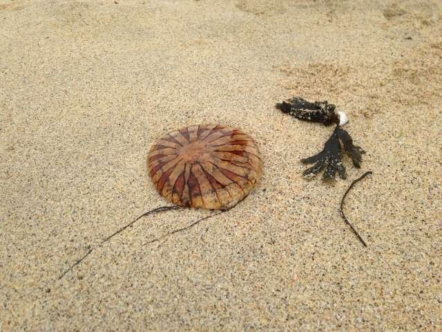 Image of Compass jellyfish