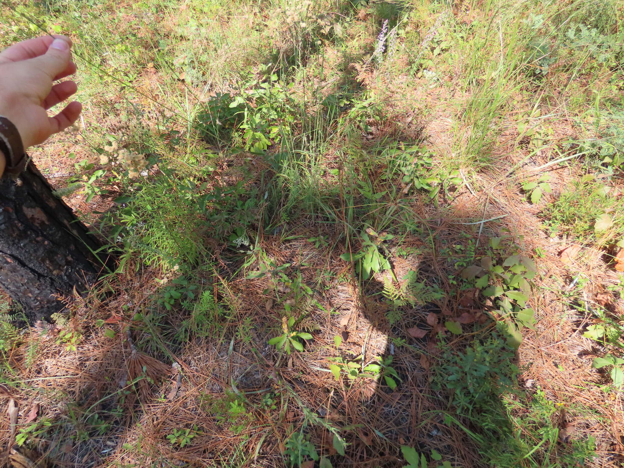 Image of Pitchfork Crown Grass