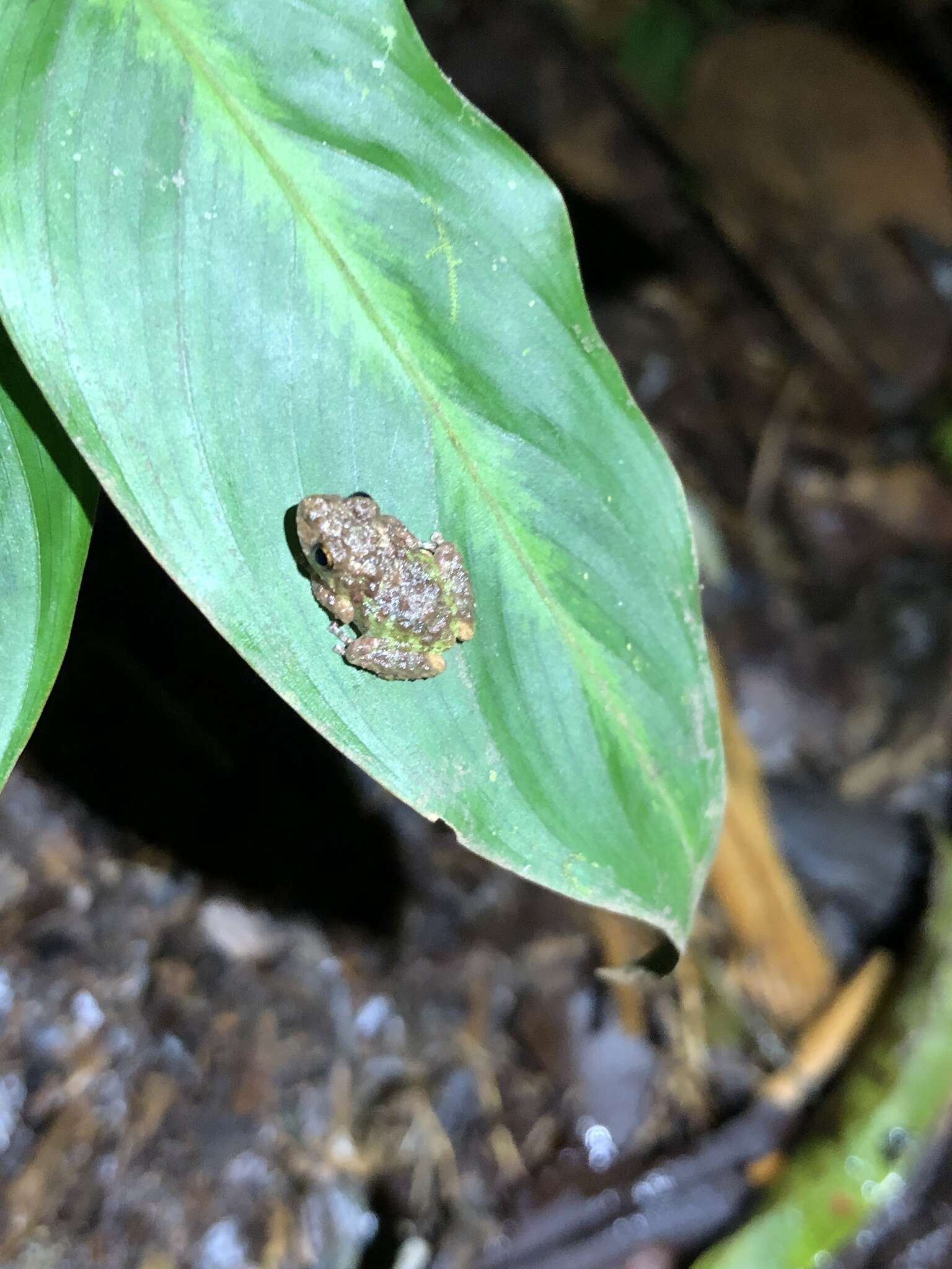 Image de Pristimantis diadematus (Jiménez de la Espada 1875)