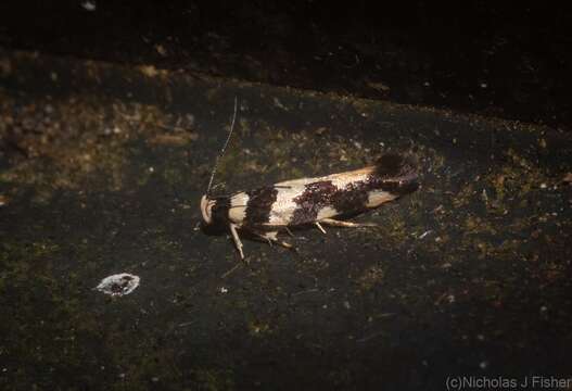 Image of Macrobathra trithyra Meyrick 1886