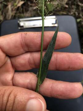 Image de Panicum erectifolium Nash