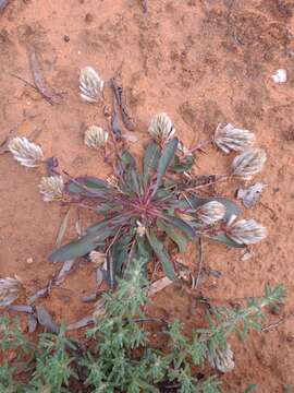 Image of Ptilotus seminudus (J. M. Black) J. M. Black