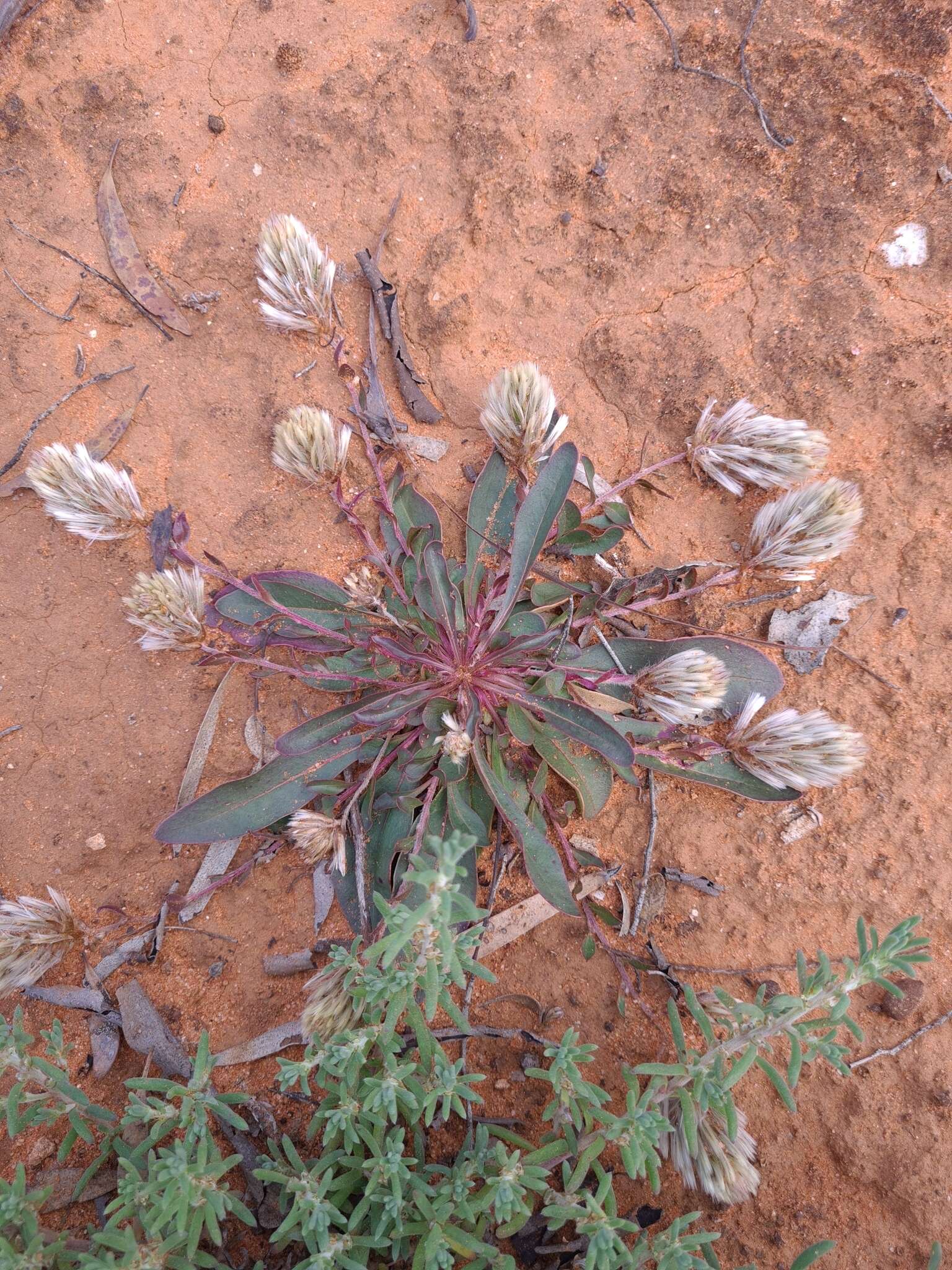 Image of Ptilotus seminudus (J. M. Black) J. M. Black