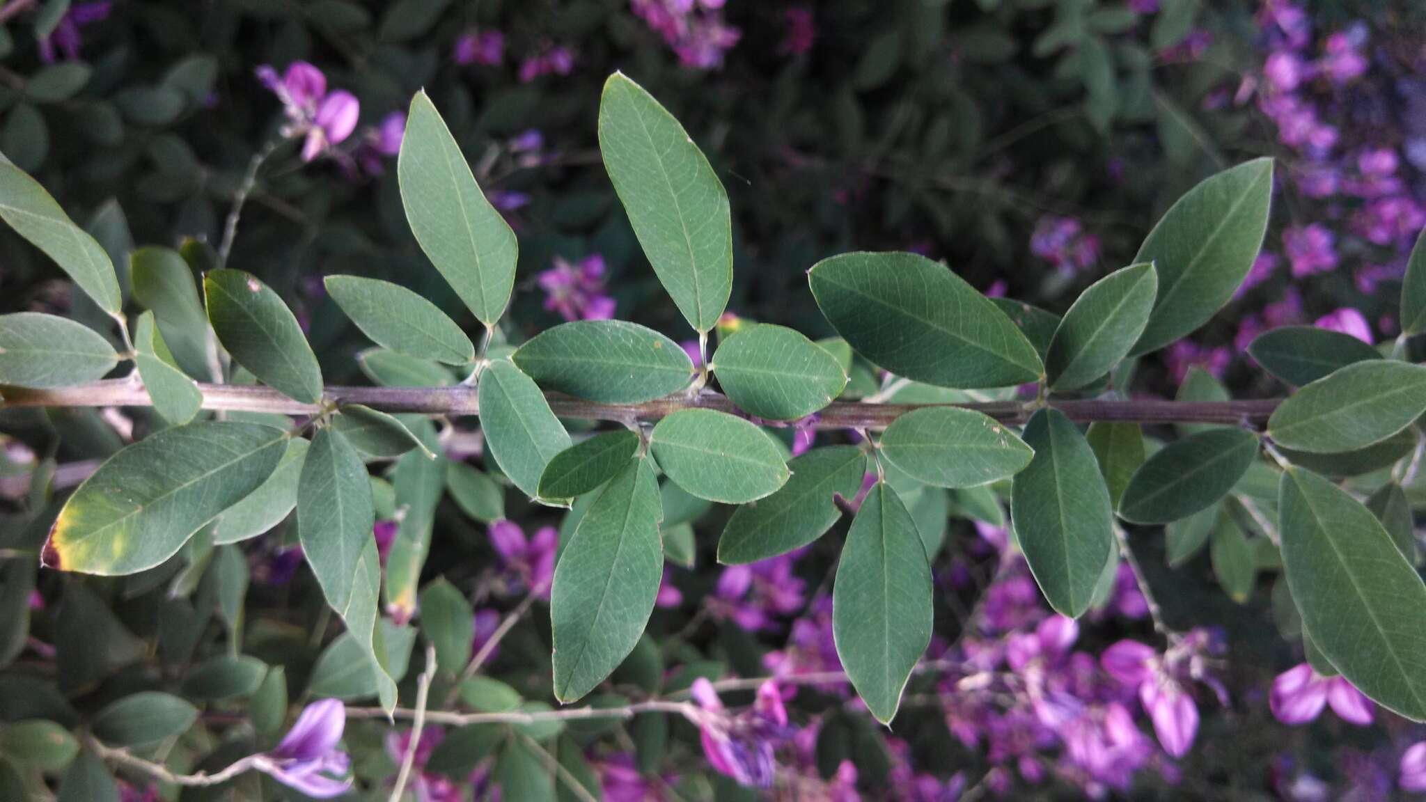 Sivun Lespedeza thunbergii (DC.) Nakai kuva