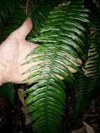 Image of Austroblechnum norfolkianum (Heward) Gasper & V. A. O. Dittrich