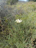 Image of Moraea radians (Goldblatt) Goldblatt