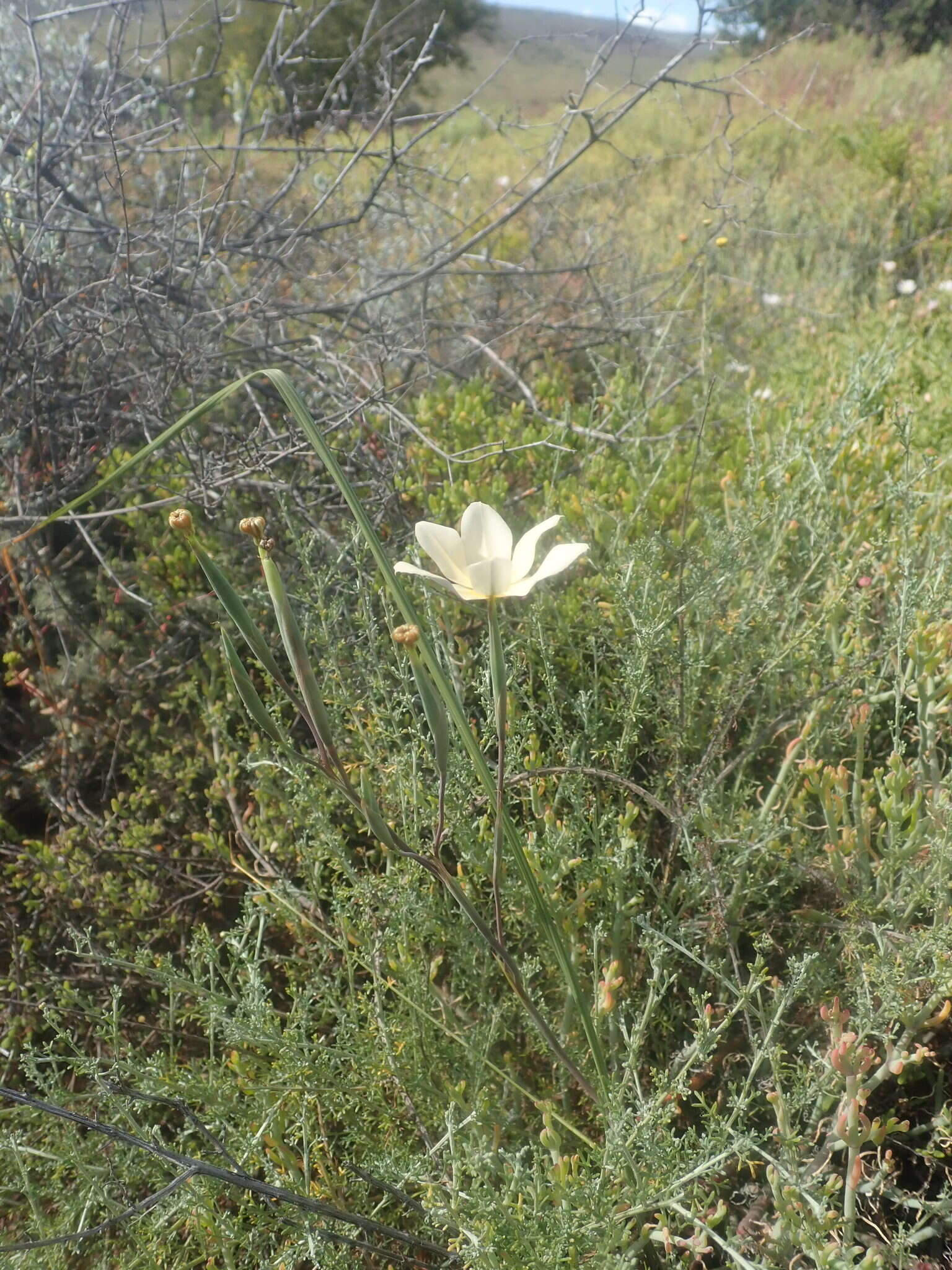 Image of Moraea radians (Goldblatt) Goldblatt