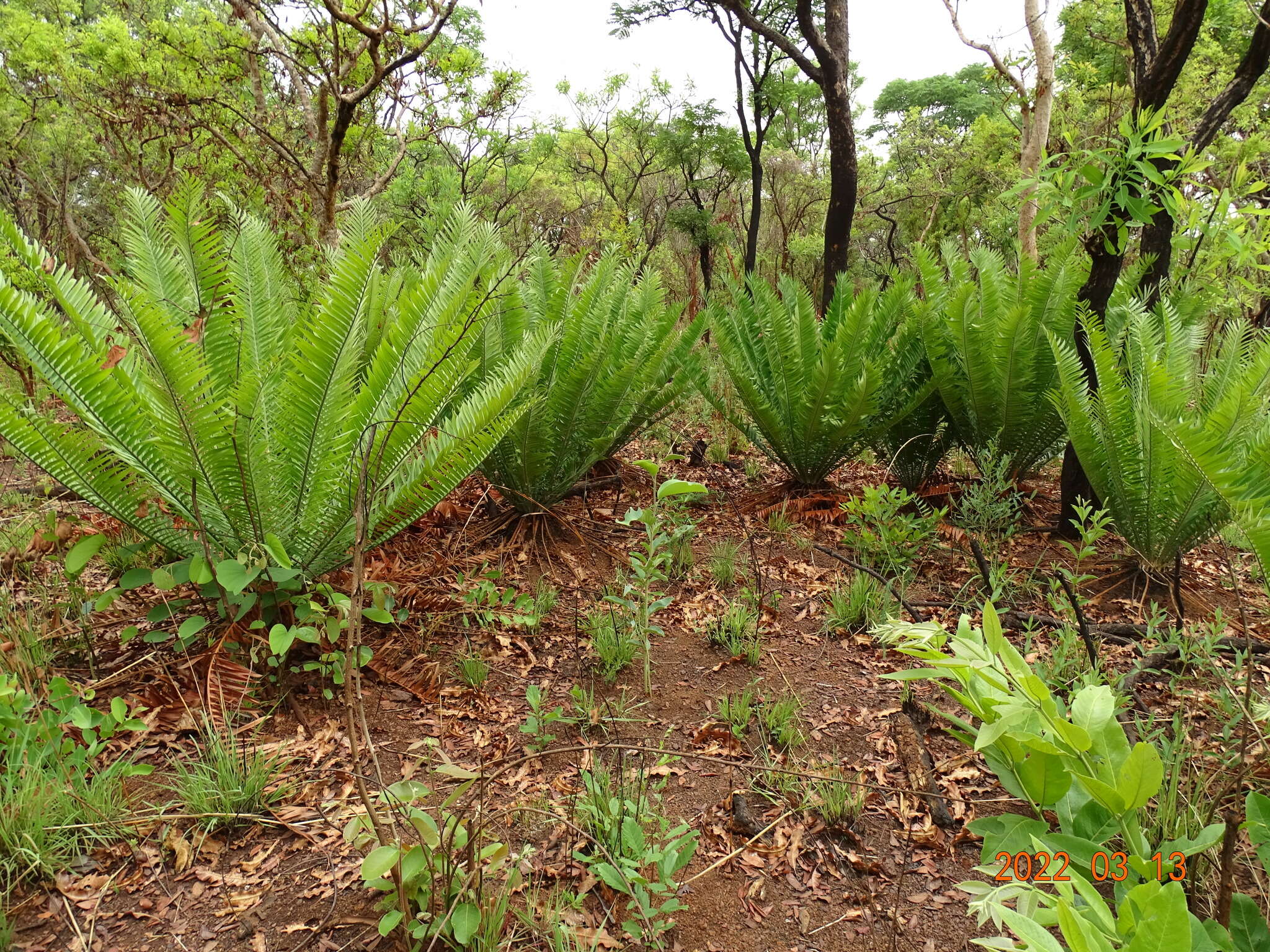 Image of Nile Cycad