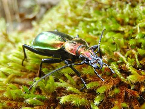 Image of Carabus (Chrysocarabus) splendens G. A. Olivier 1790