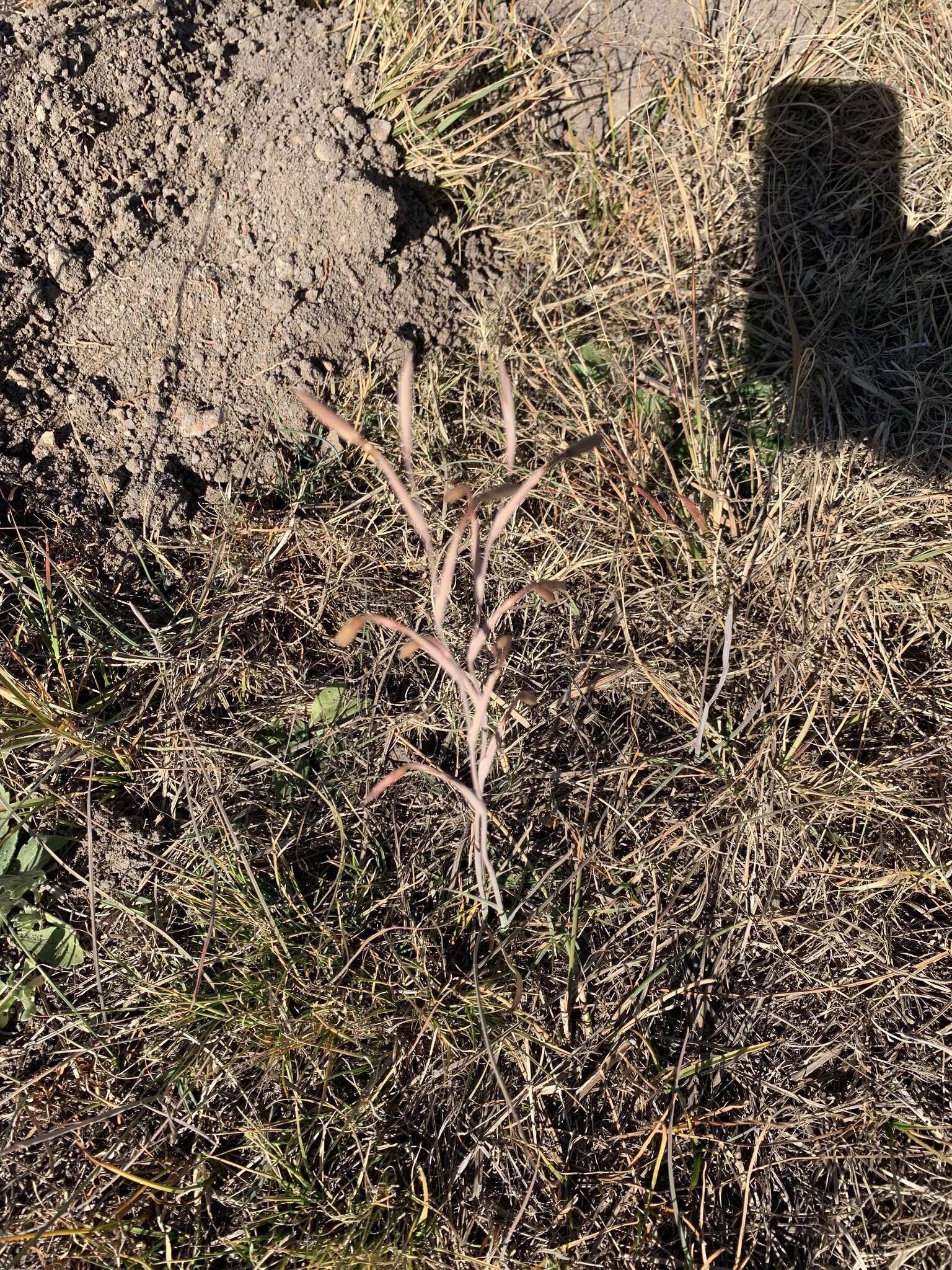 Image of Hesperantha longicollis Baker