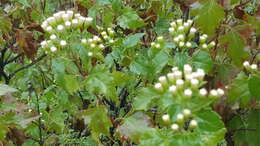 صورة Ageratina espinosarum (A. Gray) R. King & H. Rob.