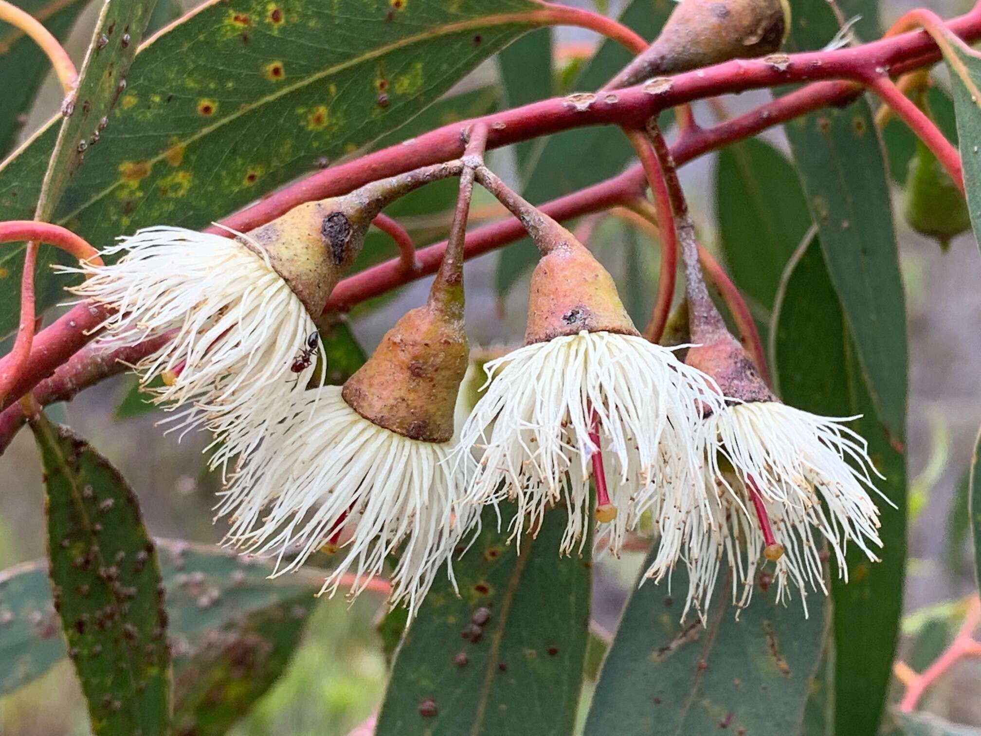 Image de Eucalyptus leucoxylon subsp. megalocarpa D. J. Boland