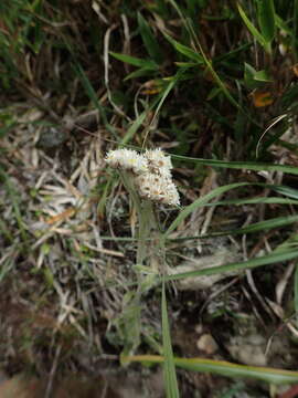 Image de Anaphalis royleana DC.