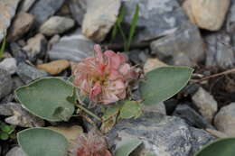 Imagem de Hedysarum acutifolium Bajtenov