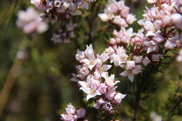 Image of Boronia pilosa Labill.