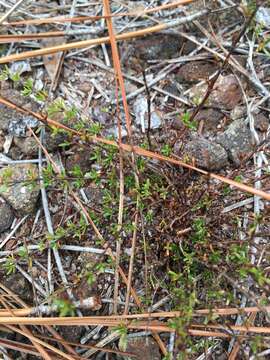 Image of sandhill St. Johnswort