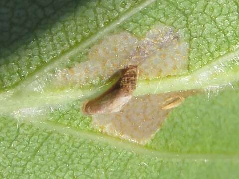 Image of alder bud moth