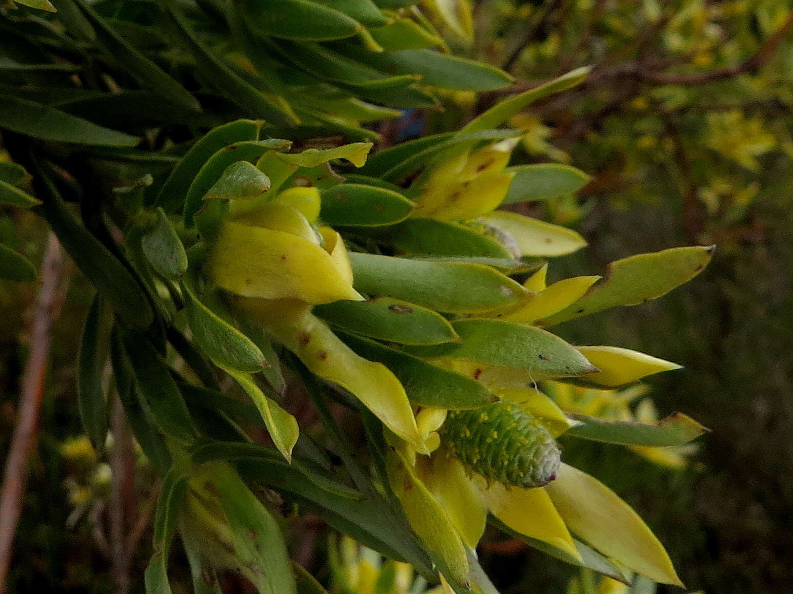 Imagem de Leucadendron floridum R. Br.