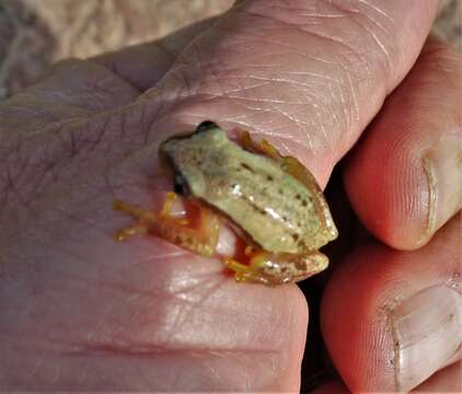 Image of Pickersgill's Banana Frog