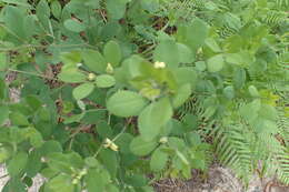 Image of Nuttall's wild indigo