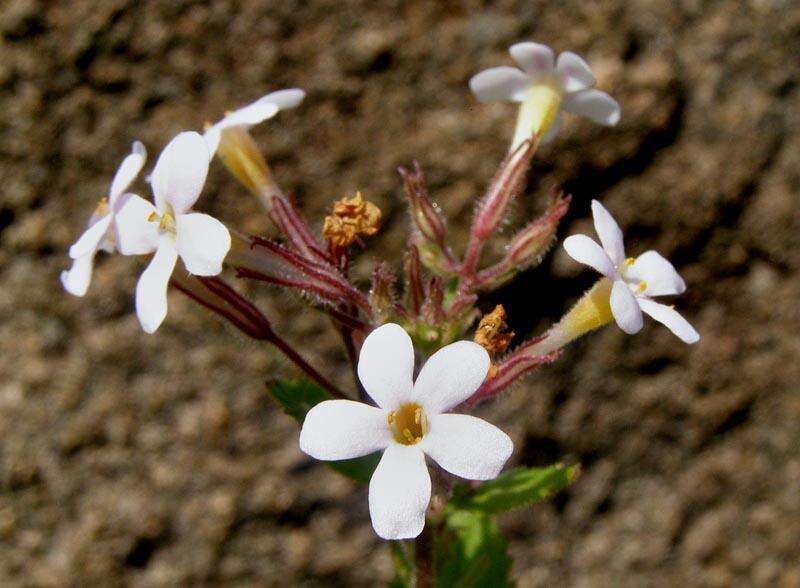 Image of Chaenostoma floribundum Benth.