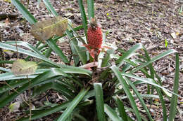 Image of Ananas comosus var. bracteatus (Lindl.) Coppens & F. Leal