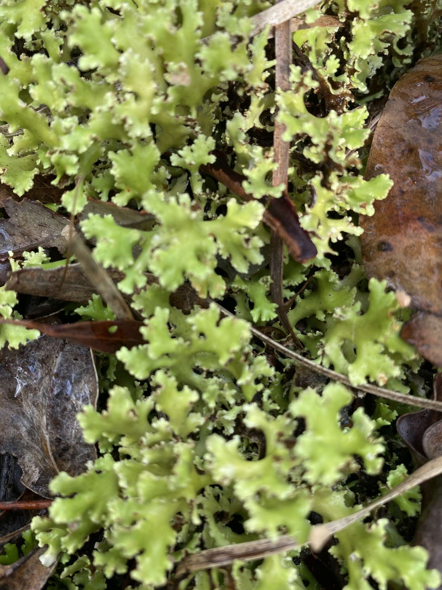 Image of Cladia muelleri