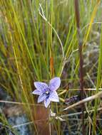 Image of Epiblema grandiflorum R. Br.