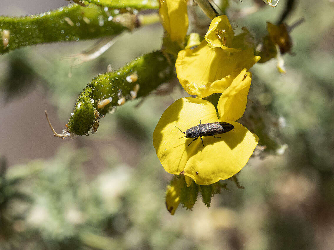 Image de Acmaeodera cisti Wollaston 1862