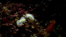 Image of Cadlina willani M. C. Miller 1980