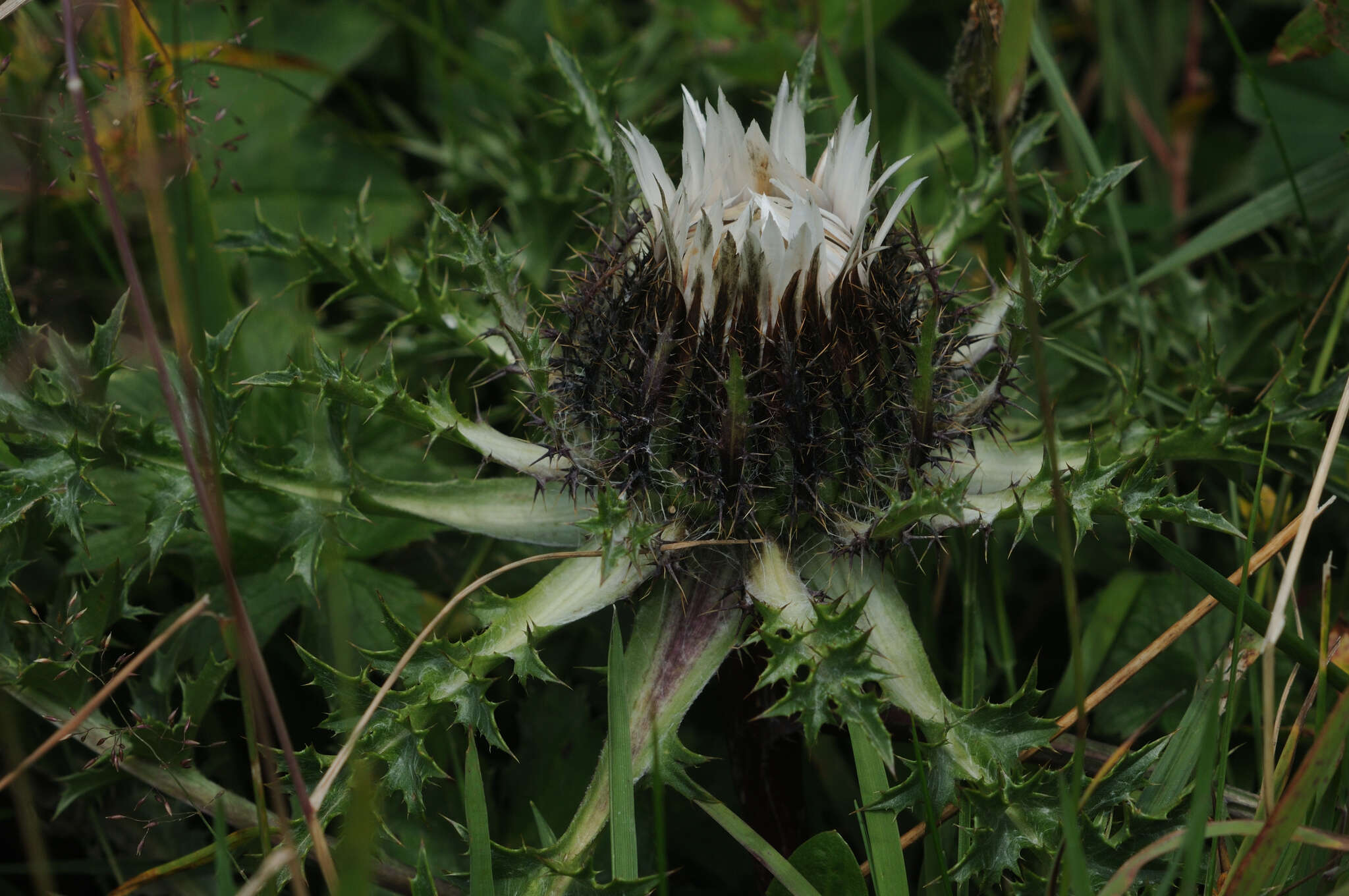 Image of Carlina acaulis L.