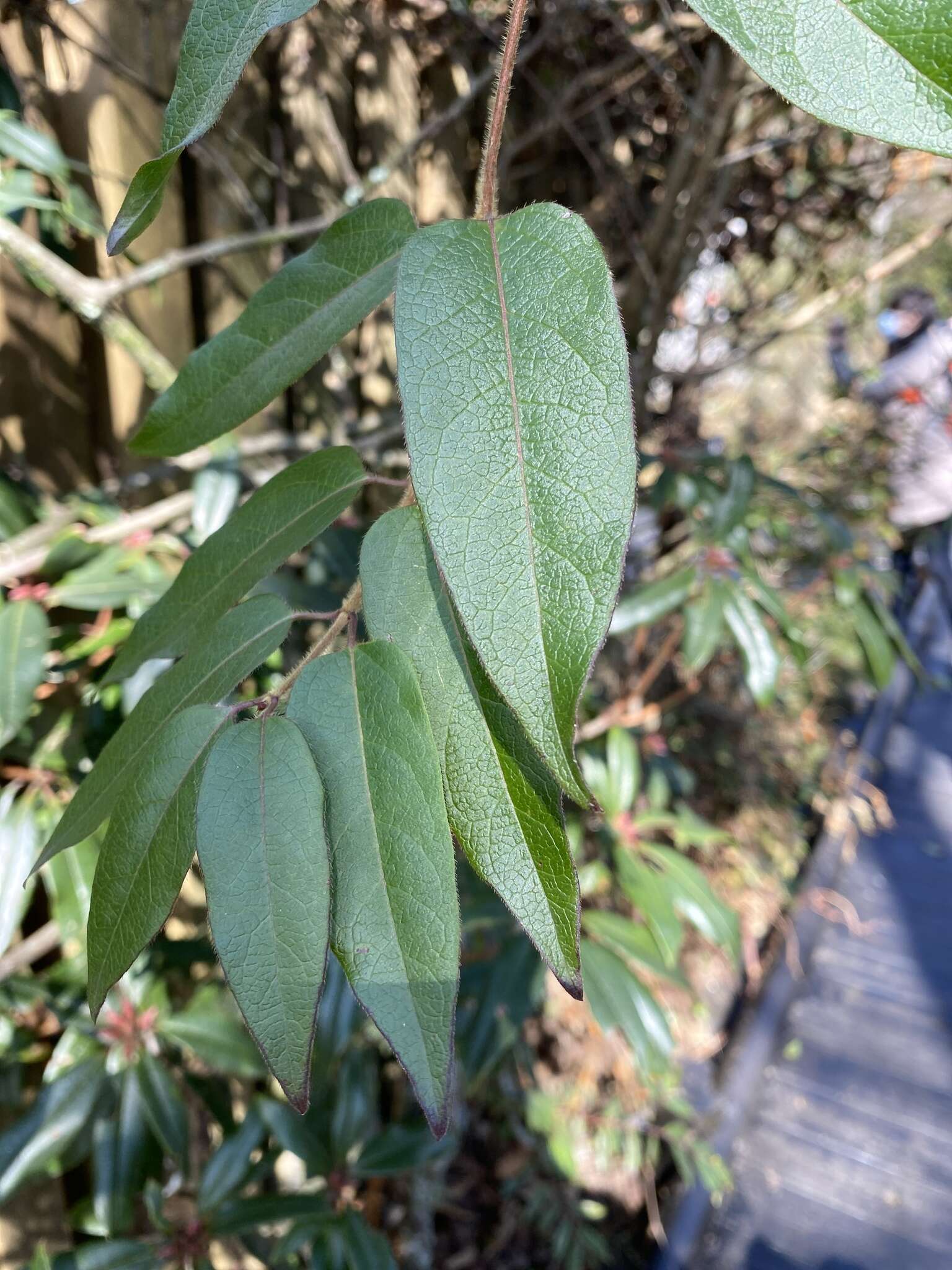 Image de Lonicera acuminata Wall.